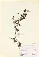 藏品(小葉括根)的圖片